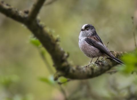 Long-tailed tit by Roy McDonald