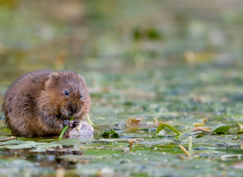 Water vole. Picture: Tom Marshall
