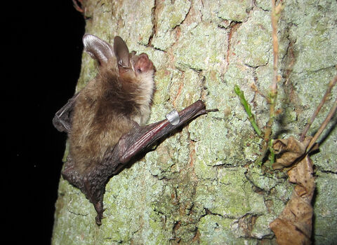 Bechstein's bat