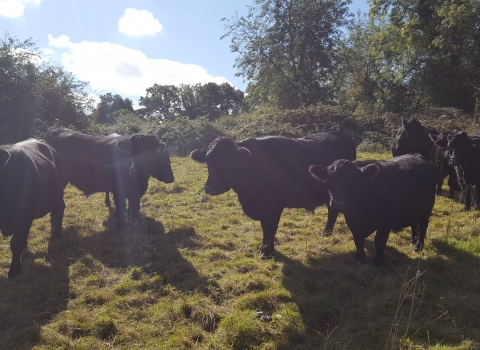Dexter cattle