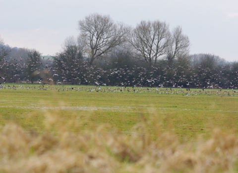 Chimney Meadows