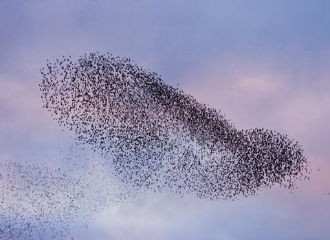 Starling murmuration