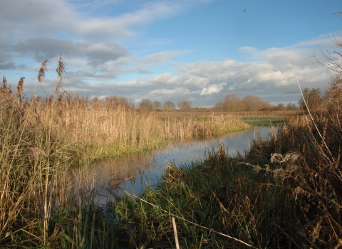 Cholsey Marsh