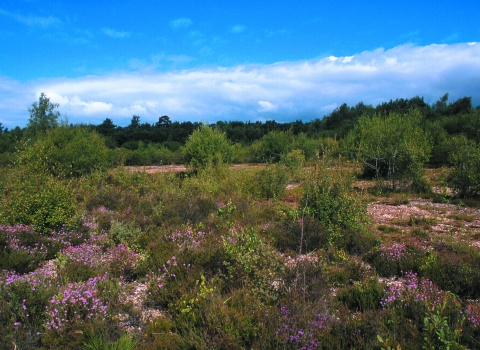 Decoy Heath