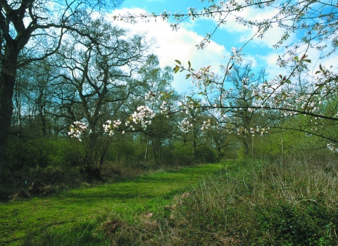 Little Linford Wood