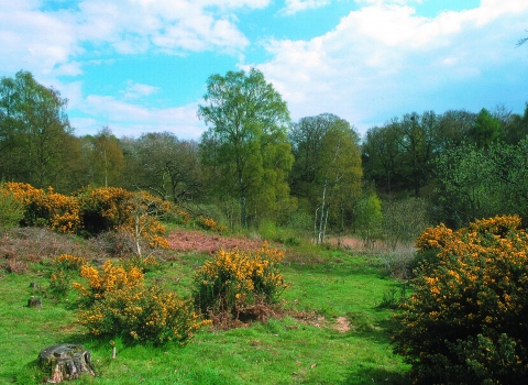 Sydlings Copse