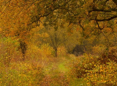 Warburg Nature Reserve, Autumn