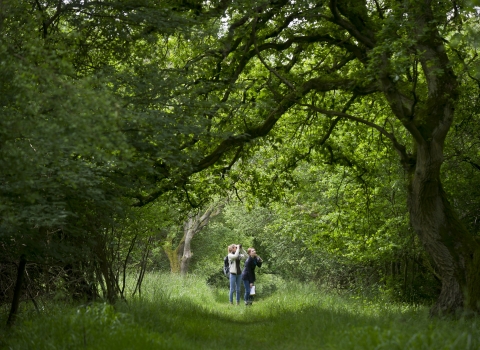 Picture of woodland walk