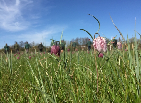 Iffley Meadows