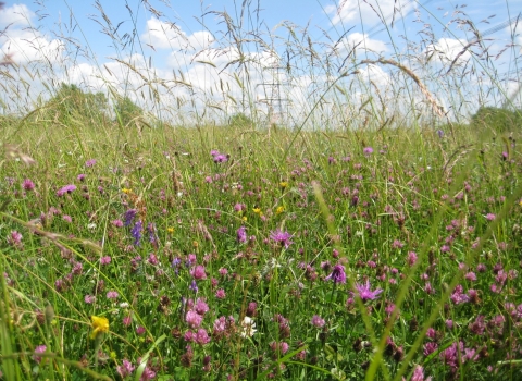 Wild flowers at Chimney Meadows