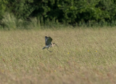 Curlew at Chimney Meadows