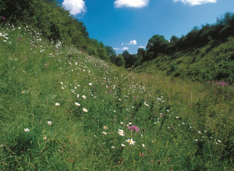 Hook Norton Cutting