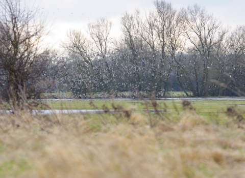 Lapwing and golden plover at Chimney Meadows by Louise King