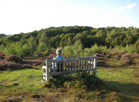 Snelsmore Common