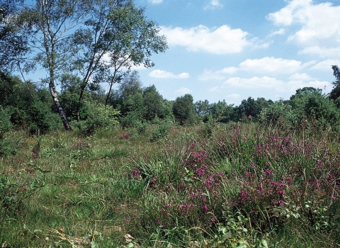 Inkpen Common