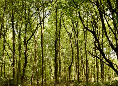 sunlight through trees