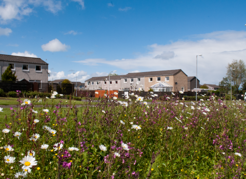 wild flowers and houses