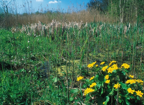 Lashford Lane Fen