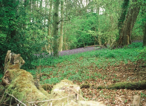 Millfield Wood