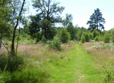 Padworth Common