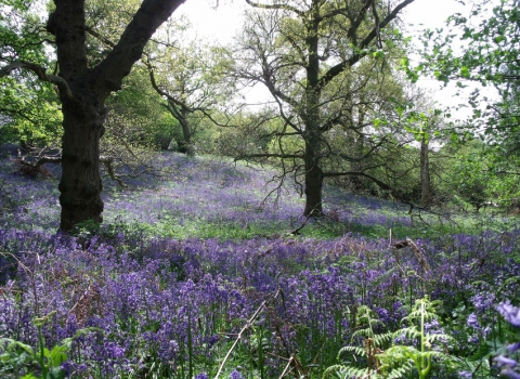 Bluebells at Sydlings Copse