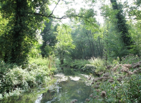wild overgrown River Pang