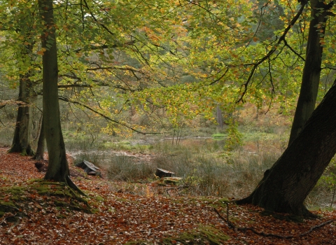 Sole Common Pond