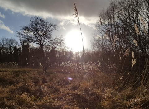 Thatcham Reedbeds