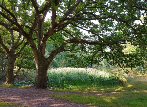 Wokefield Common