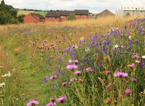 meadows and houses