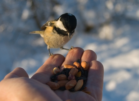 Hand feeding a coal tit