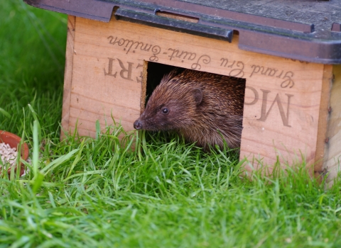 Hedgehog house