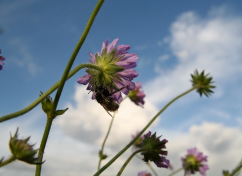 bee on scabious