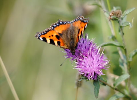 Small tortoiseshell butterfly