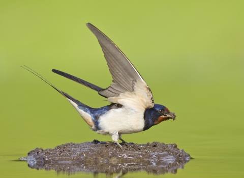 barn swallow diving for mud