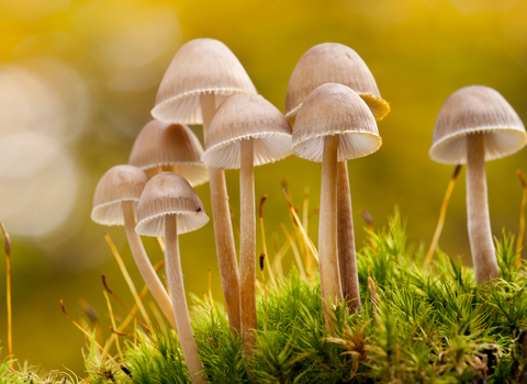 Fungi and moss