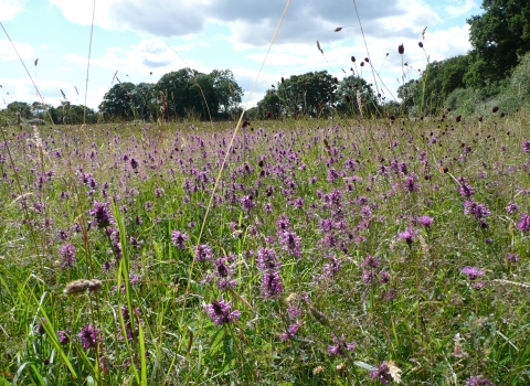 Woodsides Meadow