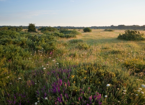 Greenham Common