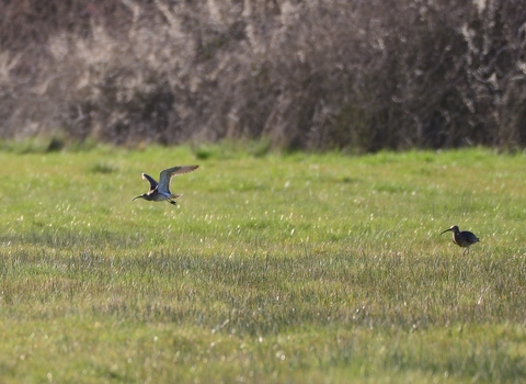 Two curlew in floodplain meadow