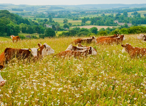 Cattle in wildflower meadow