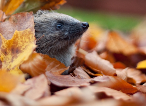 Hedgehog in autumn leaves