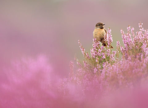 Stonechat perched on flowering heather