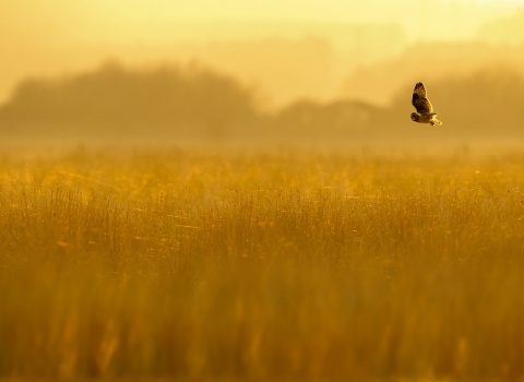 Short eared owl hunting at dusk