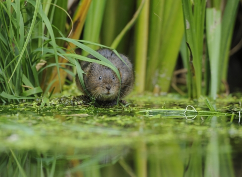 Water vole in river with reeds