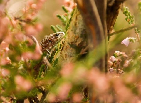 Common lizard in heather