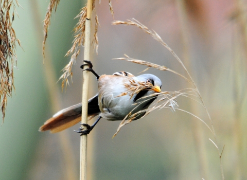 Bearded tit balancing on reeds with nesting material