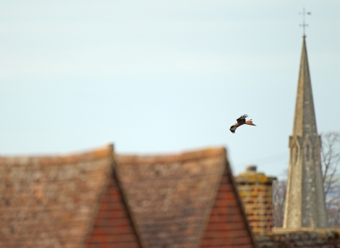 Red kite flying over rooftops
