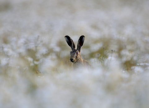 Hare among daisies