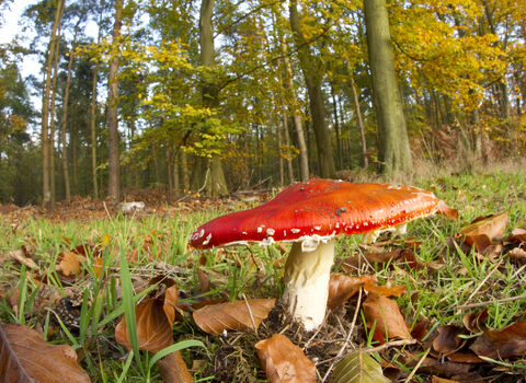 Fly agaric