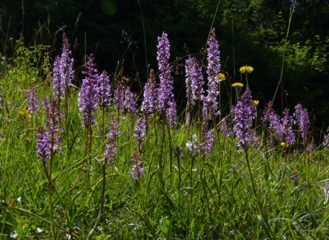 Orchids at Aston Clinton Ragpits by Kate Titford